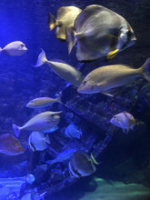 L aquarium